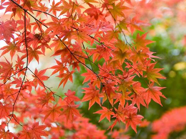 【紅葉×絶景露天】御在所を望む湯の山温泉の秋旅|寿亭で過ごす贅沢なひととき 秋、山あいが色づく湯の山温泉へ